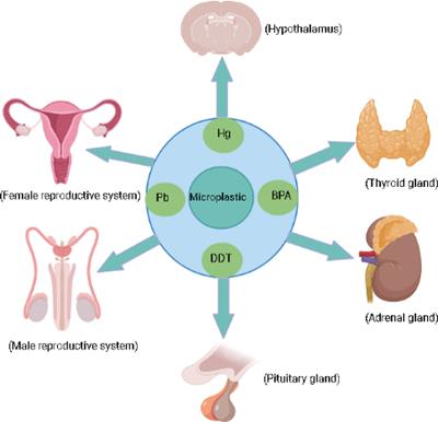 Frontiers | A Review Of The Endocrine Disrupting Effects Of Micro And ...